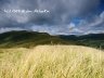 Carpathian trip - mountain meadows 